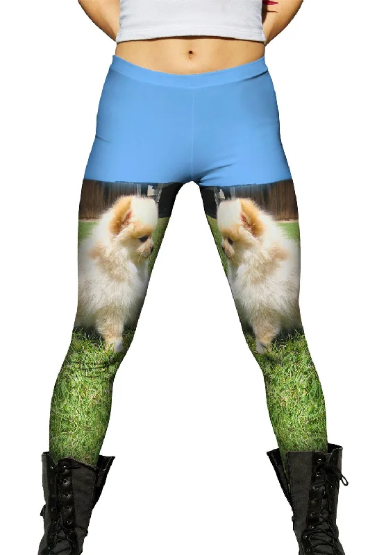 Fashionable Ease Entranced Pomeranian
