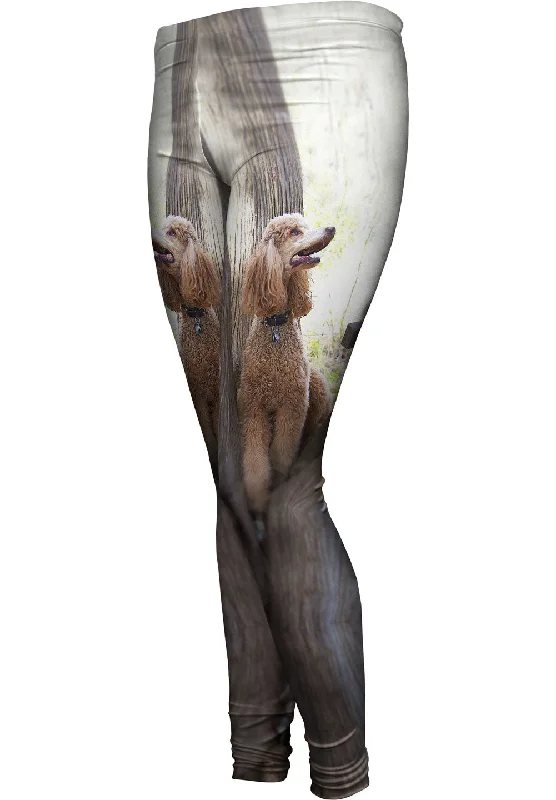 Body Design Poodle Up A Tree